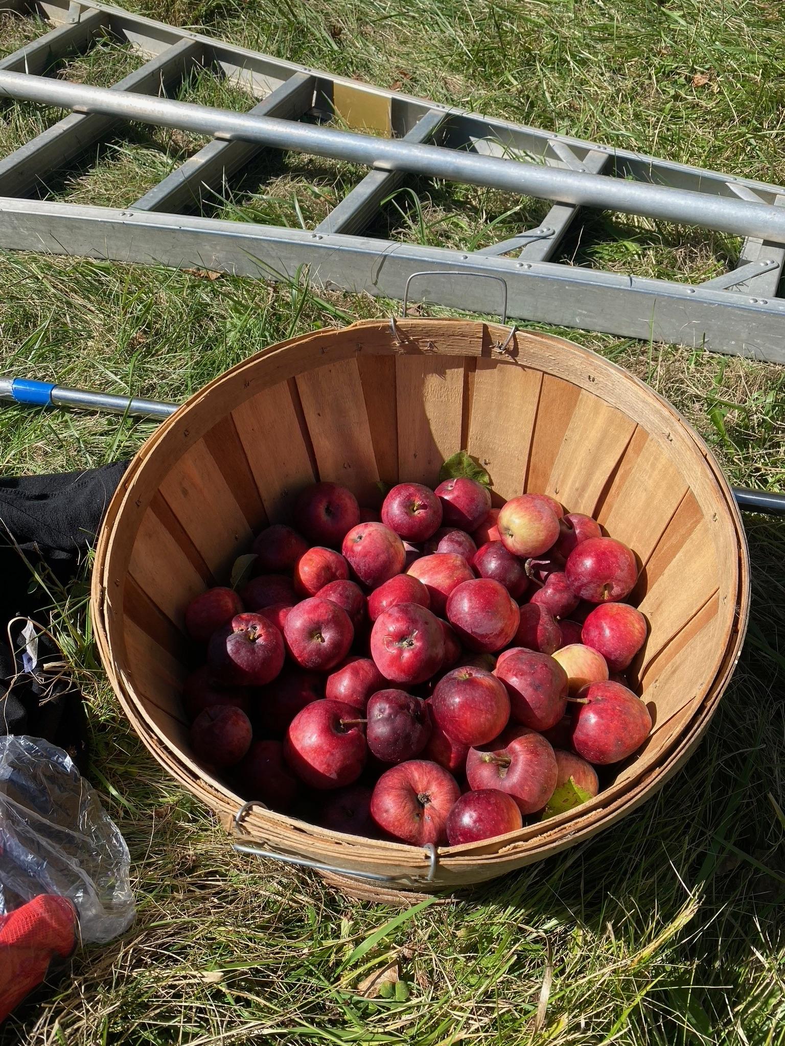 Freshly harvested apples