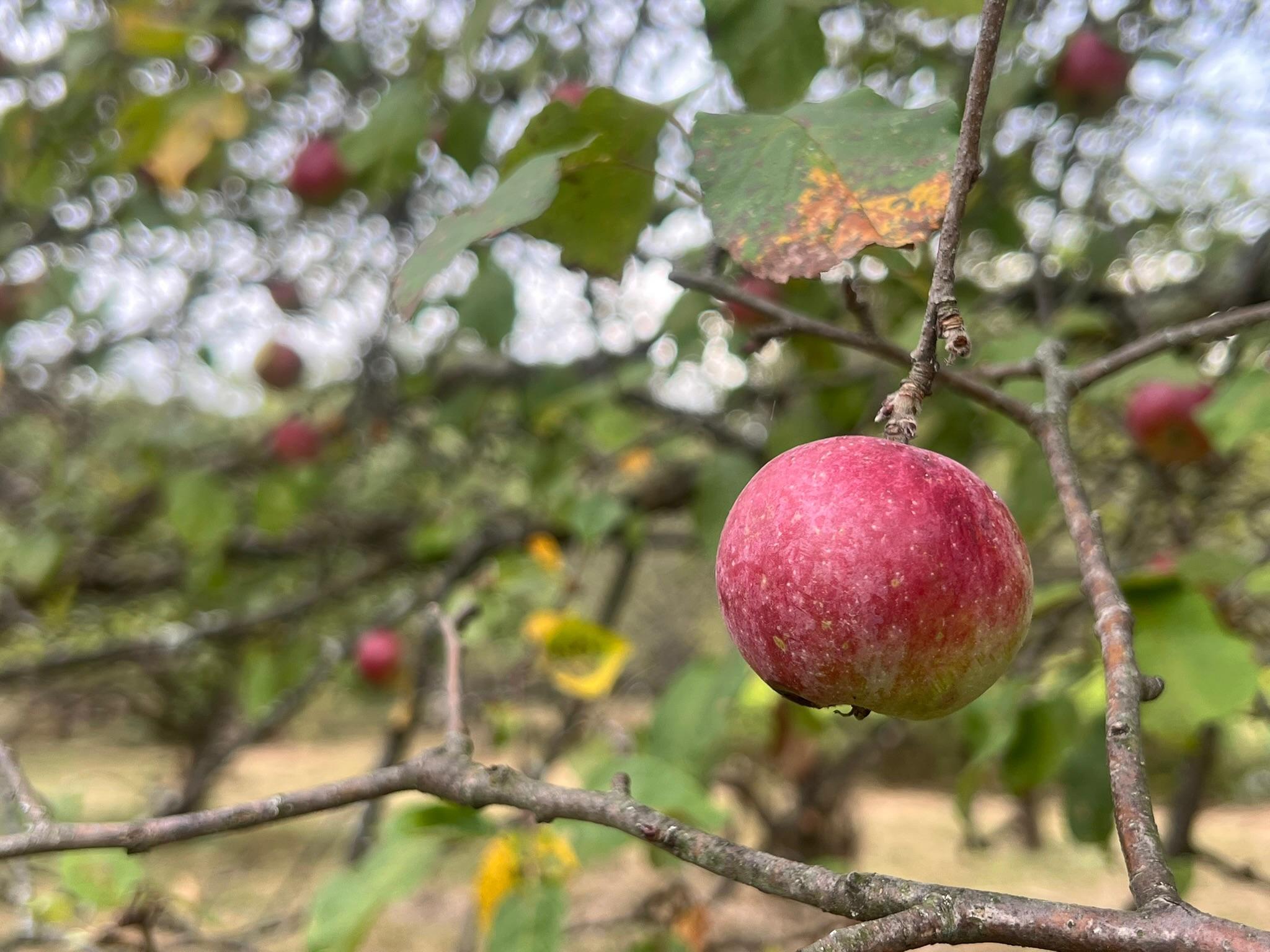 Apples in the Jubilee Project orchard