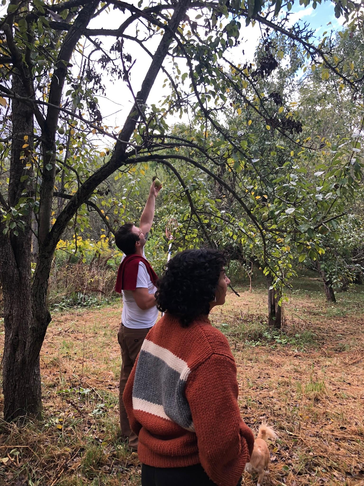 Picking apples in the Jubilee Project orchard